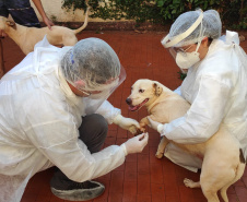 UEL estuda efeitos da Covid-19 em cães, gatos e animais silvestres. Foto:UEL
