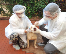 UEL estuda efeitos da Covid-19 em cães, gatos e animais silvestres. Foto:UEL
