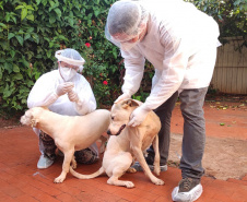 UEL estuda efeitos da Covid-19 em cães, gatos e animais silvestres. Foto:UEL