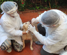 UEL estuda efeitos da Covid-19 em cães, gatos e animais silvestres. Foto:UEL