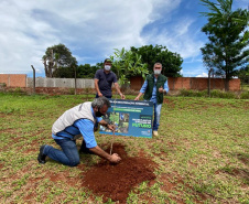Com mudas do IAT, Parque das Torres é reflorestado em Campo Mourão. Foto: IAT
