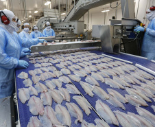 Palotina - 10-10-2020 - Cooperativa C Vale - Industria de Aves e Tilapia  - Foto : Jonathan Campos / AEN