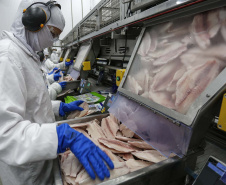 Palotina - 10-10-2020 - Cooperativa C Vale - Industria de Aves e Tilapia  - Foto : Jonathan Campos / AEN