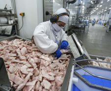 Palotina - 10-10-2020 - Cooperativa C Vale - Industria de Aves e Tilapia  - Foto : Jonathan Campos / AEN