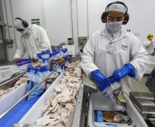 Palotina - 10-10-2020 - Cooperativa C Vale - Industria de Aves e Tilapia  - Foto : Jonathan Campos / AEN