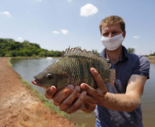 Maripá - 21-10-2020 - Produtor de Tilapia Rosimar Marquardt na região de Maripá- Foto : Jonathan Campos / AEN