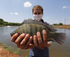 Maripá - 21-10-2020 - Produtor de Tilapia Rosimar Marquardt na região de Maripá- Foto : Jonathan Campos / AEN