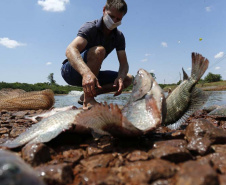 Maripá - 21-10-2020 - Produtor de Tilapia Rosimar Marquardt na região de Maripá- Foto : Jonathan Campos / AEN