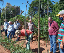 IDR-Paraná usa a internet capacitação conjunta em agricultura orgânica. Foto: IDR