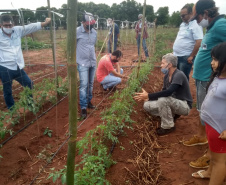 IDR-Paraná usa a internet capacitação conjunta em agricultura orgânica. Foto: IDR