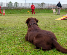 Bombeiros promovem certificação estadual de cães de busca e resgate. Foto: SESP