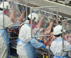 Com sede em Castro, a Alegra abate 3200 suínos por dia e produz cerca de 140 toneladas de produtos diariamente, o que leva a uma média mensal de 3300 toneladas de carnes industrializadas por mês.