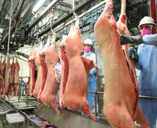 Com sede em Castro, a Alegra abate 3200 suínos por dia e produz cerca de 140 toneladas de produtos diariamente, o que leva a uma média mensal de 3300 toneladas de carnes industrializadas por mês.