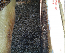 Investigação apontou que produto atingiu nabo forrageiro em flor, que atraía as abelhas. Agricultor foi autuado pela Adapar.
Foto: SEAB