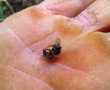 Investigação apontou que produto atingiu nabo forrageiro em flor, que atraía as abelhas. Agricultor foi autuado pela Adapar.
Foto: SEAB