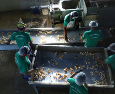 Em Terra Rica está instalada a Farinheira Roders, empresa de origem catarinense que desde 1997 se instalou no paraná para produção de farinha de mandioca. De acordo com Vilmar Roders, proprietário da empresa, são feitas mil toneladas de farinha por mês, sendo que 60% deste volume é destinado à exportação. Foto: José Fernando Ogura/AEN