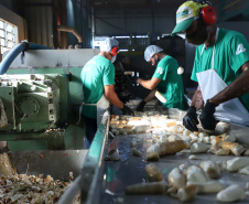 Em Terra Rica está instalada a Farinheira Roders, empresa de origem catarinense que desde 1997 se instalou no paraná para produção de farinha de mandioca. De acordo com Vilmar Roders, proprietário da empresa, são feitas mil toneladas de farinha por mês, sendo que 60% deste volume é destinado à exportação. Foto: José Fernando Ogura/AEN