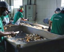 Em Terra Rica está instalada a Farinheira Roders, empresa de origem catarinense que desde 1997 se instalou no paraná para produção de farinha de mandioca. De acordo com Vilmar Roders, proprietário da empresa, são feitas mil toneladas de farinha por mês, sendo que 60% deste volume é destinado à exportação. Foto: José Fernando Ogura/AEN