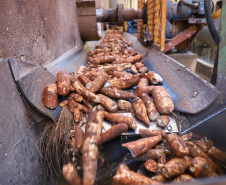 A Amidos Bankhardt, localizada em Paranavaí, existe há 15 anos e produz fécula de mandioca. São 50 funcionários e produção mensal de 1,25 toneladas, sendo que a maior parte é destinada a outras indústrias de transformação. Foto: José Fernando Ogura/AEN