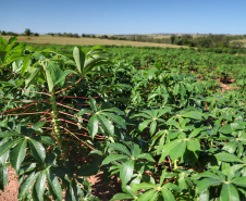 A Amidos Bankhardt, localizada em Paranavaí, existe há 15 anos e produz fécula de mandioca. São 50 funcionários e produção mensal de 1,25 toneladas, sendo que a maior parte é destinada a outras indústrias de transformação. Foto: José Fernando Ogura/AEN