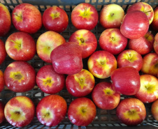 Pesquisa sobre produção orgânica de maçã tem primeira colheita. Foto:IDR