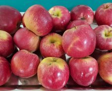 Pesquisa sobre produção orgânica de maçã tem primeira colheita. Foto:IDR