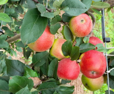 Pesquisa sobre produção orgânica de maçã tem primeira colheita. Foto:IDR