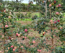 Pesquisa sobre produção orgânica de maçã tem primeira colheita. Foto:IDR