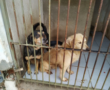 Programa castrou gratuitamente quase 11 mil cães e gatos. Foto:SEDEST