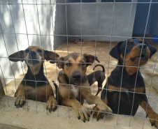 Programa castrou gratuitamente quase 11 mil cães e gatos. Foto:SEDEST