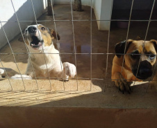 Programa castrou gratuitamente quase 11 mil cães e gatos. Foto:SEDEST