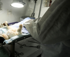 Programa castrou gratuitamente quase 11 mil cães e gatos. Foto:SEDEST