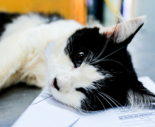 Programa castrou gratuitamente quase 11 mil cães e gatos. Foto:SEDEST