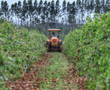 Localizada em Santa Mariana, a fazenda é gerida por Cornélia Gamerschlag e seu marido, Norbert