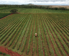 Localizada em Santa Mariana, a fazenda é gerida por Cornélia Gamerschlag e seu marido, Norbert