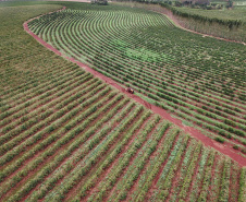 Localizada em Santa Mariana, a fazenda é gerida por Cornélia Gamerschlag e seu marido, Norbert