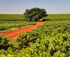 Localizada em Santa Mariana, a fazenda é gerida por Cornélia Gamerschlag e seu marido, Norbert