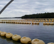 Produção de ostras em Guaratuba. Foto:IDR