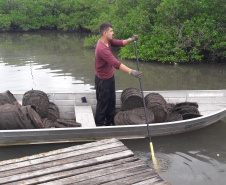 Produção de ostras em Guaratuba. Foto:IDR