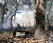 Desmatamento ilegal do Bioma da Mata Atlântica na Região Centro-Sul do Estado.
Foto: Divulgação Sedest/IAT