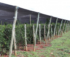  Está instalada em Pato Bragado, no Oeste do Paraná, a Unidade de Produção de Extratos da Sustentec Agricultores Associados. Trata-se de uma instituição que agrupa produtores e técnicos que tem por objetivo criar soluções para a promoção do desenvolvimento sustentável na cadeia produtiva de plantas medicinais.