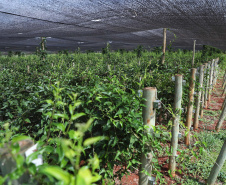  Está instalada em Pato Bragado, no Oeste do Paraná, a Unidade de Produção de Extratos da Sustentec Agricultores Associados. Trata-se de uma instituição que agrupa produtores e técnicos que tem por objetivo criar soluções para a promoção do desenvolvimento sustentável na cadeia produtiva de plantas medicinais.