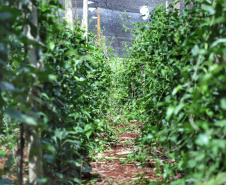  Está instalada em Pato Bragado, no Oeste do Paraná, a Unidade de Produção de Extratos da Sustentec Agricultores Associados. Trata-se de uma instituição que agrupa produtores e técnicos que tem por objetivo criar soluções para a promoção do desenvolvimento sustentável na cadeia produtiva de plantas medicinais.