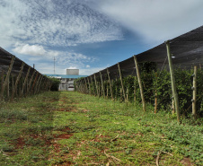  Está instalada em Pato Bragado, no Oeste do Paraná, a Unidade de Produção de Extratos da Sustentec Agricultores Associados. Trata-se de uma instituição que agrupa produtores e técnicos que tem por objetivo criar soluções para a promoção do desenvolvimento sustentável na cadeia produtiva de plantas medicinais.