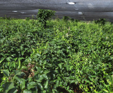  Está instalada em Pato Bragado, no Oeste do Paraná, a Unidade de Produção de Extratos da Sustentec Agricultores Associados. Trata-se de uma instituição que agrupa produtores e técnicos que tem por objetivo criar soluções para a promoção do desenvolvimento sustentável na cadeia produtiva de plantas medicinais.