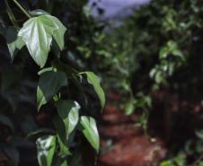  Está instalada em Pato Bragado, no Oeste do Paraná, a Unidade de Produção de Extratos da Sustentec Agricultores Associados. Trata-se de uma instituição que agrupa produtores e técnicos que tem por objetivo criar soluções para a promoção do desenvolvimento sustentável na cadeia produtiva de plantas medicinais.