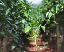  Está instalada em Pato Bragado, no Oeste do Paraná, a Unidade de Produção de Extratos da Sustentec Agricultores Associados. Trata-se de uma instituição que agrupa produtores e técnicos que tem por objetivo criar soluções para a promoção do desenvolvimento sustentável na cadeia produtiva de plantas medicinais.