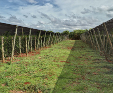  Está instalada em Pato Bragado, no Oeste do Paraná, a Unidade de Produção de Extratos da Sustentec Agricultores Associados. Trata-se de uma instituição que agrupa produtores e técnicos que tem por objetivo criar soluções para a promoção do desenvolvimento sustentável na cadeia produtiva de plantas medicinais.