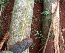 Uma fiscalização do Batalhão de Polícia Ambiental-Força Verde (BPAmb-FV) e do Instituto Água e Terra (IAT), órgão vinculado à Secretaria do Desenvolvimento Sustentável e Turismo (Sedest), flagrou a destruição de vegetação nativa no município de São José da Boa Vista, no Norte do Estado, no sábado (09). A ação resultou na prisão de nove pessoas, apreensão de seis máquinas e um total de R$ 252 mil em multas.  -  Foto: Divulgação SEDEST/IAT