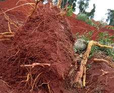 Uma fiscalização do Batalhão de Polícia Ambiental-Força Verde (BPAmb-FV) e do Instituto Água e Terra (IAT), órgão vinculado à Secretaria do Desenvolvimento Sustentável e Turismo (Sedest), flagrou a destruição de vegetação nativa no município de São José da Boa Vista, no Norte do Estado, no sábado (09). A ação resultou na prisão de nove pessoas, apreensão de seis máquinas e um total de R$ 252 mil em multas.  -  Foto: Divulgação SEDEST/IAT